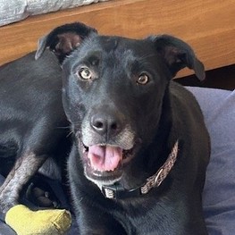 D 8fff689a dcf4 44dc a864 1931e66136c6