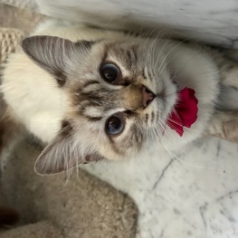 D 2c62f582 6573 4f49 87c0 a5adb6a717ef