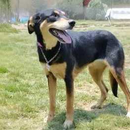 D 10fb9544 efcf 43fd 8fba ba8484d25f15