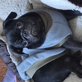 D 3dc8b5d5 c1c5 4c5c bdbf 28db319ab859