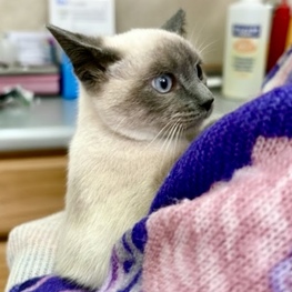 D 7aaea737 c741 44dd b786 8bcb15ac4f53