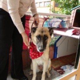 D 238a1e2c 210e 4457 af4a 9ce852b98230