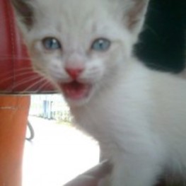 D f4afab4e fa4d 4aca 8d95 758c8b652121