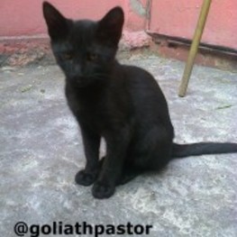 D ca8c8acc 0b79 4f2b b959 87027cb716d0