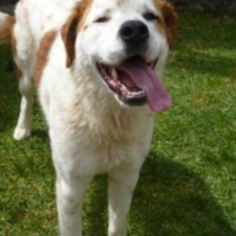 D 66dfdd72 f903 47d1 8dfa 63f74f828905