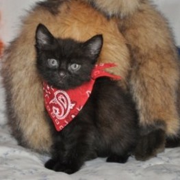 D 5c7120c6 ca2f 410a 9998 c996d1331e93