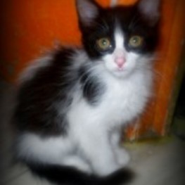 D d99c4874 1c5e 4a51 a159 383c52e1ce50