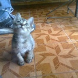 D 1f274cc4 a005 42a1 a6cf f768a1ac7bfe