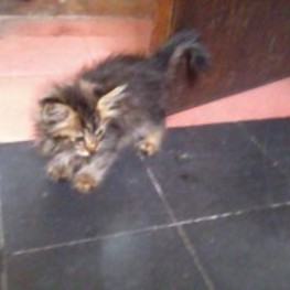 D 7462864d 415d 4188 bacb 523ead3bfead