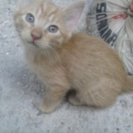 D 462de1c4 89f5 40ed 96f3 1257e476f00c