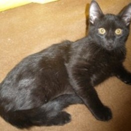 D 93c4740b e9c8 465c a66f fb35f460f170