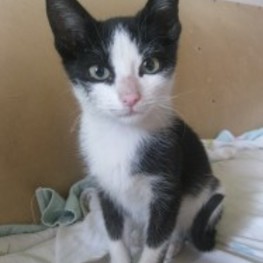 D f56731aa d36a 4238 babc d238eaece036