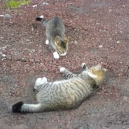 D 2a815df3 7547 4d00 9819 cb471adbf778