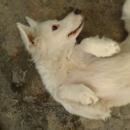 D 0c621ab2 ca1b 4fe8 a380 3c50359992af