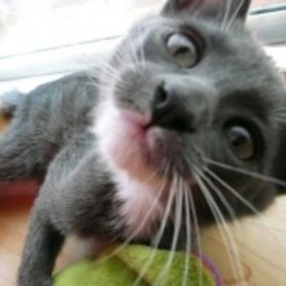 D 8a74a864 ab8a 43cd b618 f34c5958f578