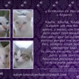 D 8574add2 f29e 4559 936e 2731e12fc42f