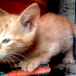 D 74e13d4a c317 4f1d 9eb7 ed4728766573