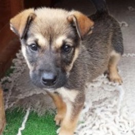 D 5249a5c5 a9cf 4130 a92d 02bb0f4dd655