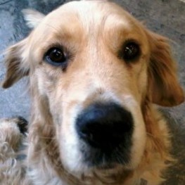 D f5e52203 efde 4291 b7c8 ec7f8f4be1c7