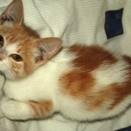 D 5ace98ab 4b61 4b51 9338 a1a862cea30c