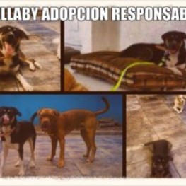 D 81e23e91 4051 4c43 94fd 52e5009d152d