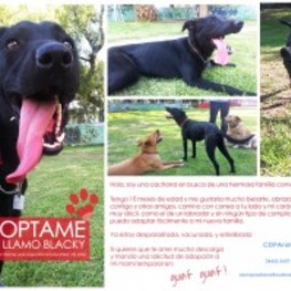 D 419c6e23 39a4 4a81 a09a ed835ccb1683