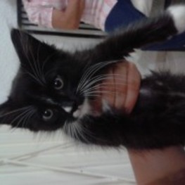 D 8dd80517 44f9 4c74 b0e3 7e9f7da6946d