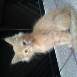 D f4ec435b 0008 4e85 8f89 60d566d116e2