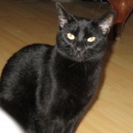 D ed3013b9 6c0e 46f6 a0e3 849d1290f4fa