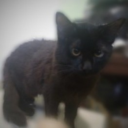 D ade4639a 9257 43fa a6a5 c4d55e25b70d