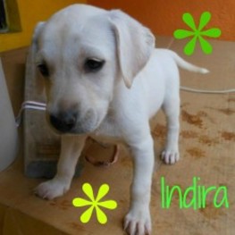 D a1d67085 c9ef 4a65 9c19 0cf145704155