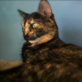 D d9c07b77 e04b 403f 84f1 42e1c8c0c486