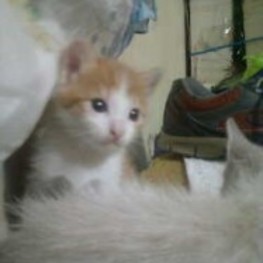 D eebb74c5 f229 4917 8a79 c4a031805c26