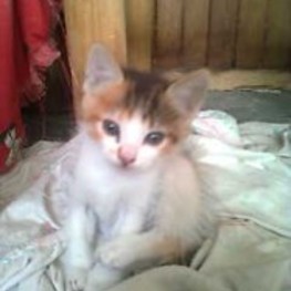 D c5a3cda2 7dbd 4bac 84af fd4ac1ebe70a