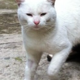 D cd1a3418 216c 4f3e a9bf 52bc0b76f994