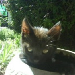 D 36301c3c 2185 42af a099 fdeed1d87d86