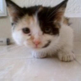 D dc0fcb3b 07f7 467e b27a 6569732d6b78