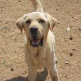 D 72bb9947 904a 44e8 b2c9 69c45c27c07c