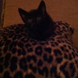 D e034cb75 61dd 47d1 966a 924501d1262c