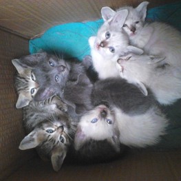 D 6445d3c5 1031 4531 9607 06c8fc778faf