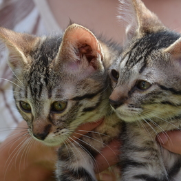 D faae859b feda 4db6 8bfc eaa202d4b653