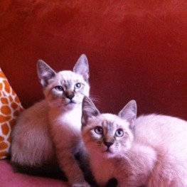 D 90f0d689 0223 48f2 8000 7192e749a346