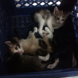 D 5a47271c 0b07 464c a909 aacfa950b470