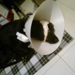 D 94e7a5a3 4a0c 4c85 b8bd 721324f45651