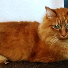 D cc89bc3c 526e 4e68 917e 2fbc847c4417