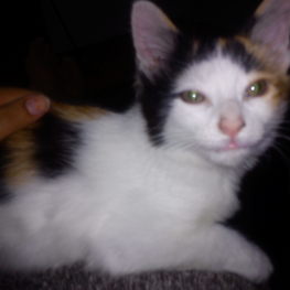 D ccc5def9 4afd 4b17 ab9a aee5791e9494