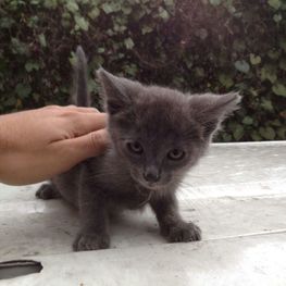 D f1281a4a fde3 438c aa4a a8958488113f