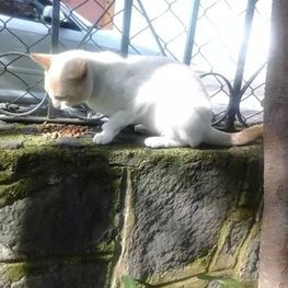 D a382f4b1 98da 4cf3 a9cc b86fe0c8b11c