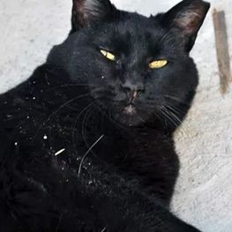 D 5ffcd5fa 2bdc 4be9 bdca b30eef6185e7