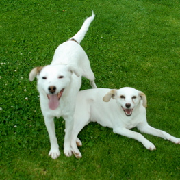 D a66ef453 5844 4d43 8365 adc139a8a71e